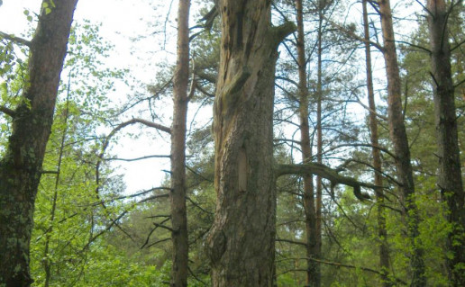 8_Varėnos miškų urėdijos Marcinkonių g-jos (143 kv., 47 skl.).jpg